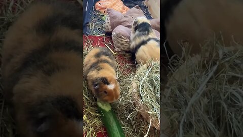 Guinea pigs having a discussion and eating cucumber 🥒