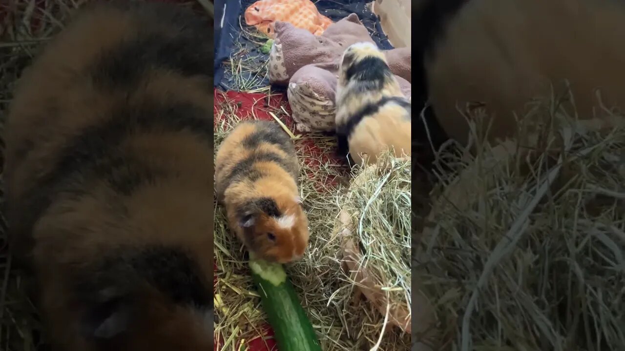 Guinea pigs having a discussion and eating cucumber 🥒