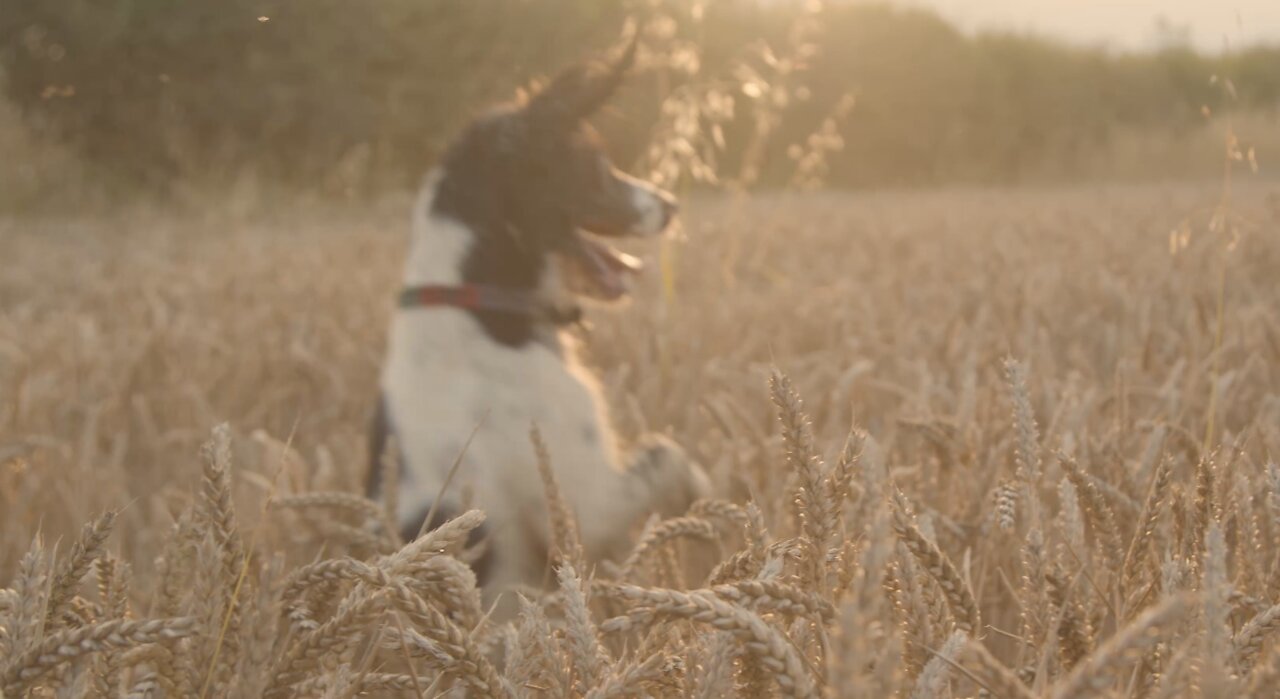 Dog Playing In a Wheat Field