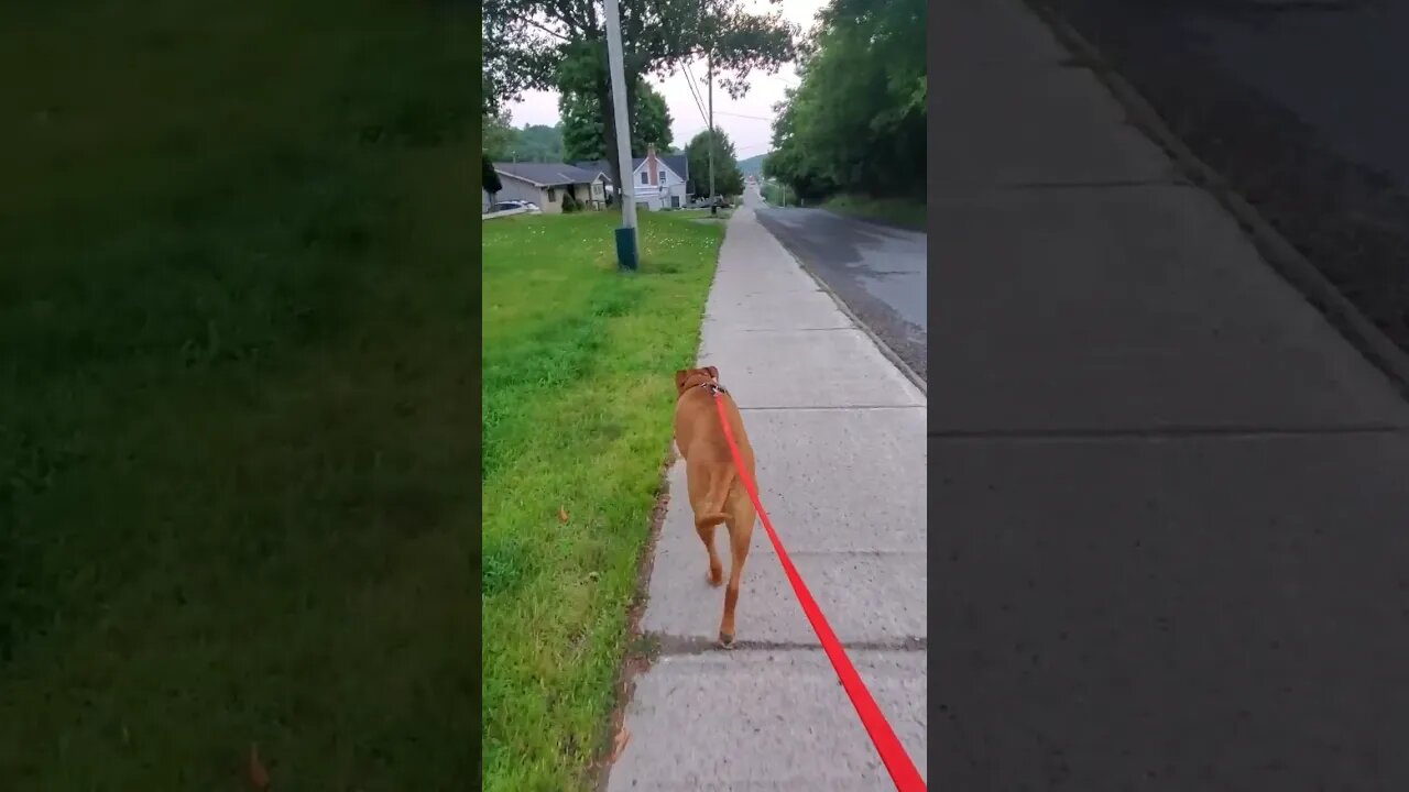 Haliburton town deer during a wally walk. #deer #babyanimals