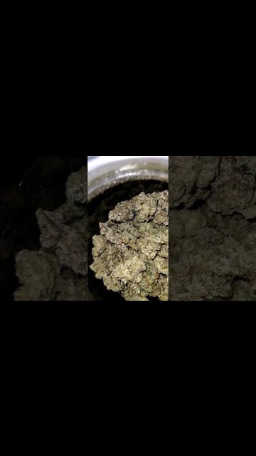 Barney's Farm Purple Punch..harvested awhile back 🔥😋 #shorts #420 #growing #plants