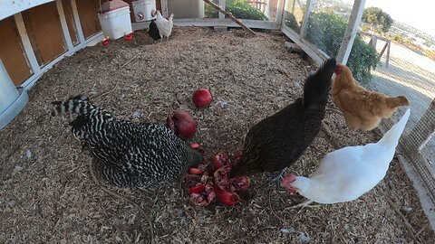 Chickens Eating Pomegranates for 30 Minutes