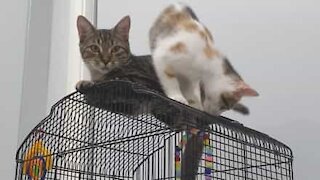 Depois desta bicada a gata não se aproxima mais da gaiola!