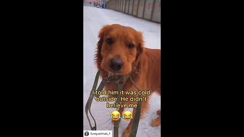 Dog funny video