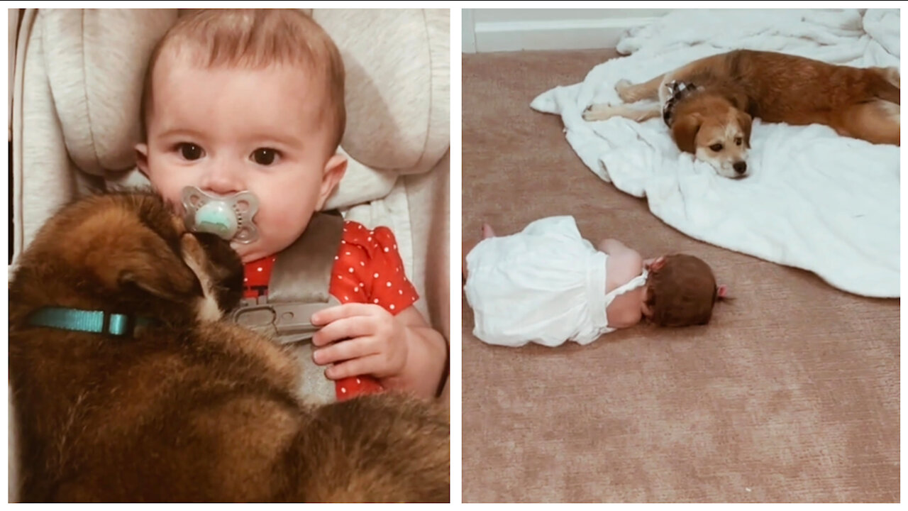 What happened when I handed over my own puppy to look after my baby