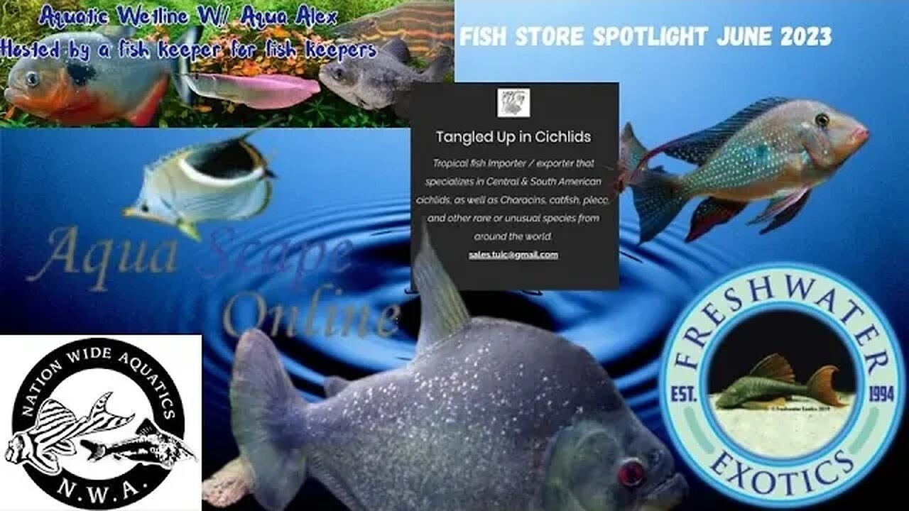 Aquatic Wetline W/ Aqua Alex: June 2023 Fish Store Spotlight