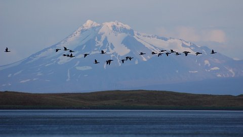 Why Is A Proposed Road In An Alaskan Wildlife Refuge So Controversial?