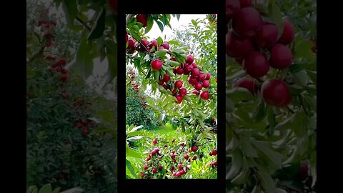 Beautiful Apple Garden 🍎🍏 | No restrictions on eat | #apple #applegarden @GlobalGoodwill @Apple