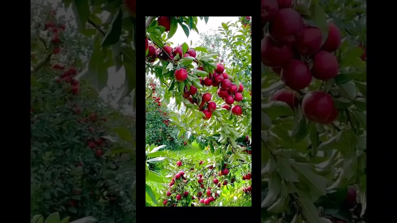 Beautiful Apple Garden 🍎🍏 | No restrictions on eat | #apple #applegarden @GlobalGoodwill @Apple