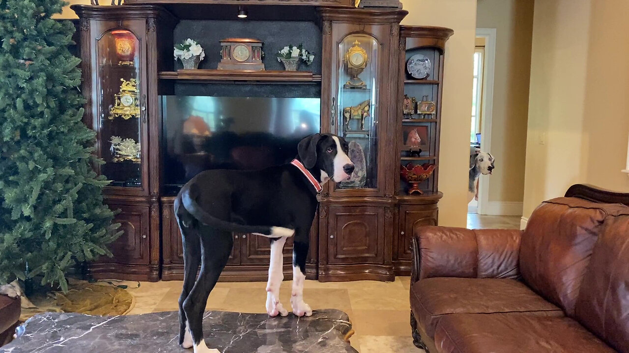 Table Dancing Great Dane Puppy Has Fun With New Family & Friends