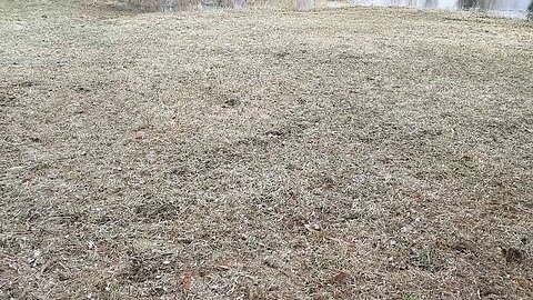 Ran into some swans today - part 1