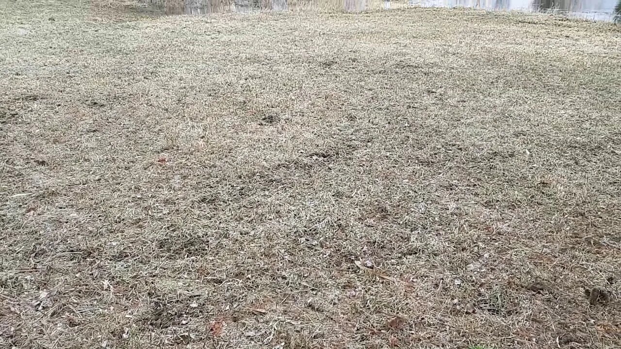 Ran into some swans today - part 1
