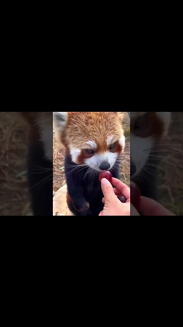 Little red panda.🤗