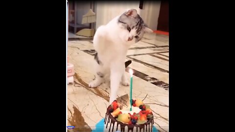 Smart Pets And Funny Animals ever seen compilation