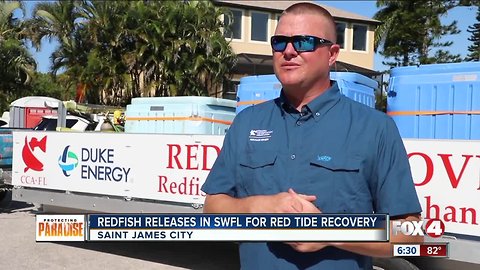 Thousand of redfish released off Pine Island