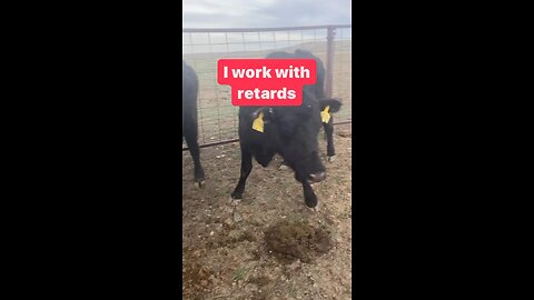 Cows problems