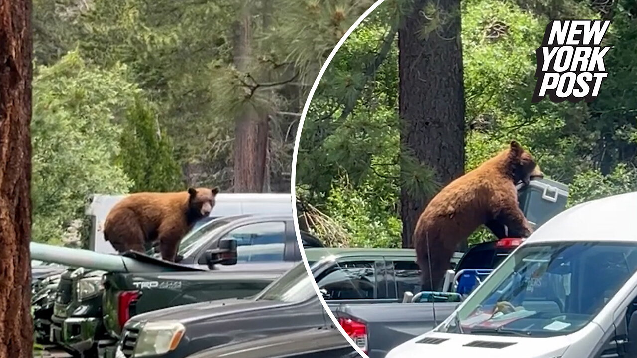 Thieving 'Yogi Bear' picks up cooler with its teeth