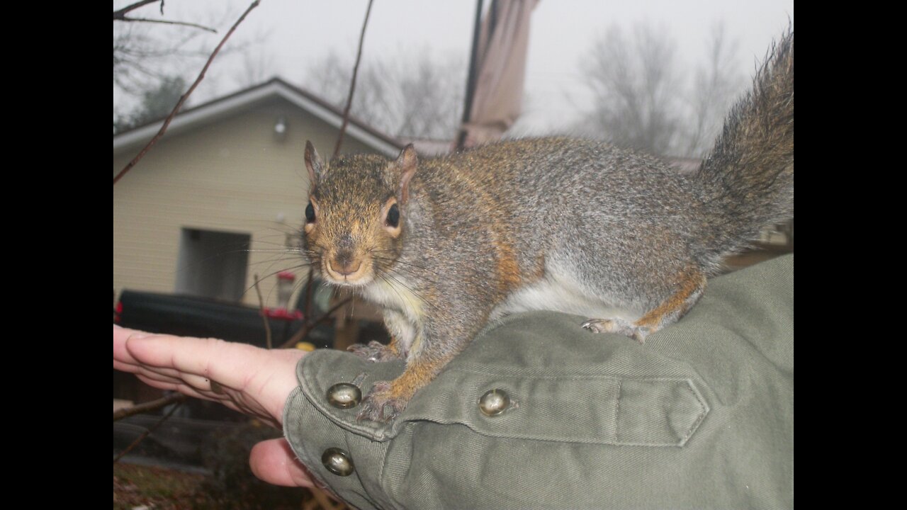 Clouse Squirrel