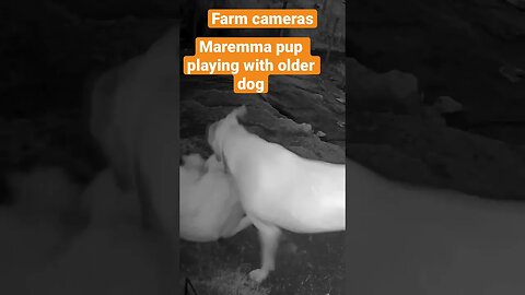 Farm cameras monitoring working dogs