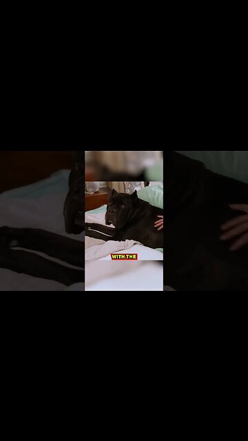 Where Our Cane Corsos SLEEP When We Travel #shorts #dog