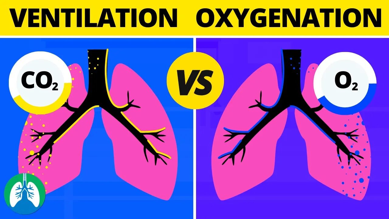 Ventilation vs Oxygenation vs Respiration: What is the Difference?