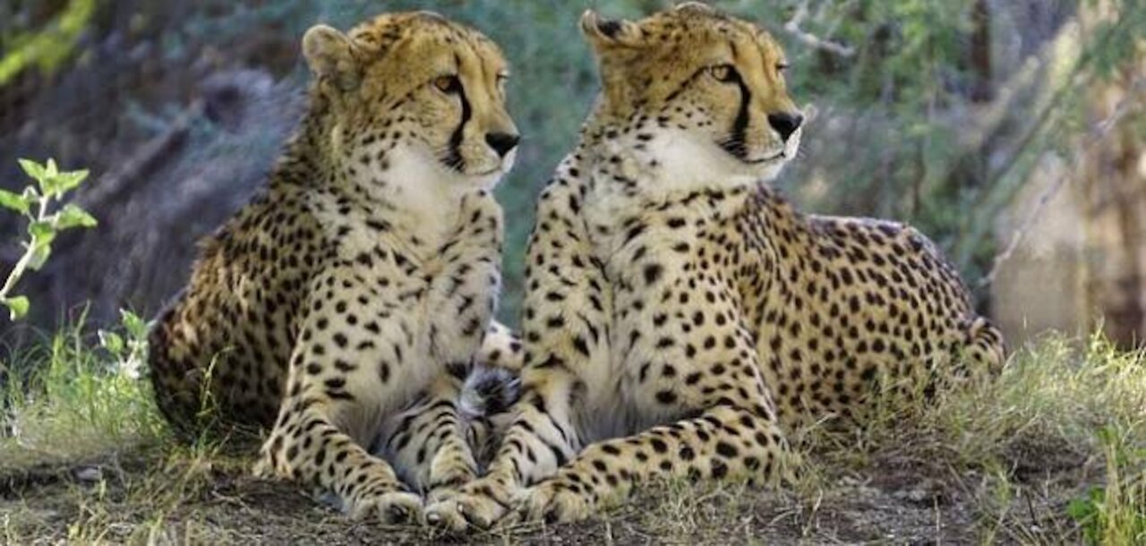 Manifestations of love for a cheetah❤❤