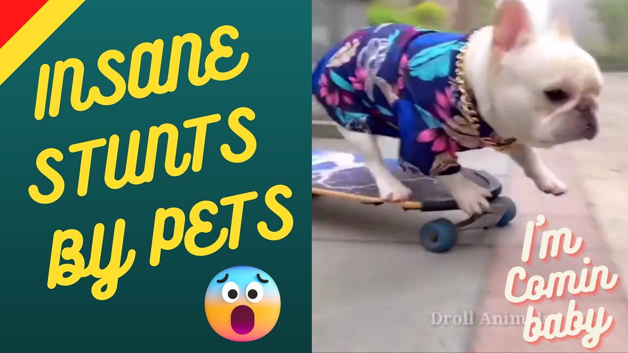 Craziest Stunts by pets *** 🤣😂😅