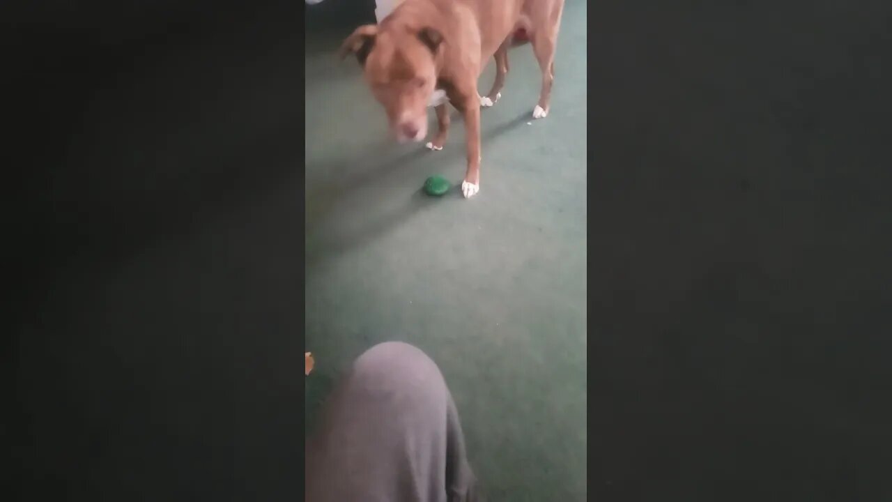 look at the tail, she knows whats good #pitbull #labrador #dogs