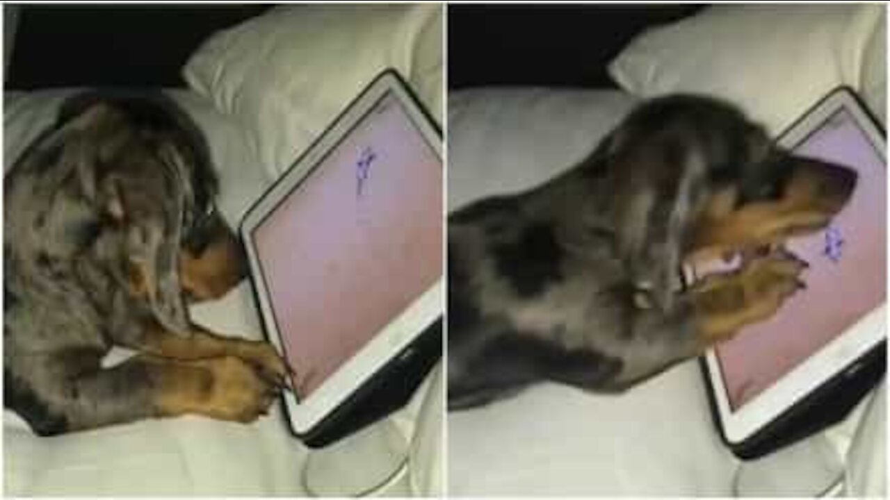 La cagnolina che gioca con il tablet