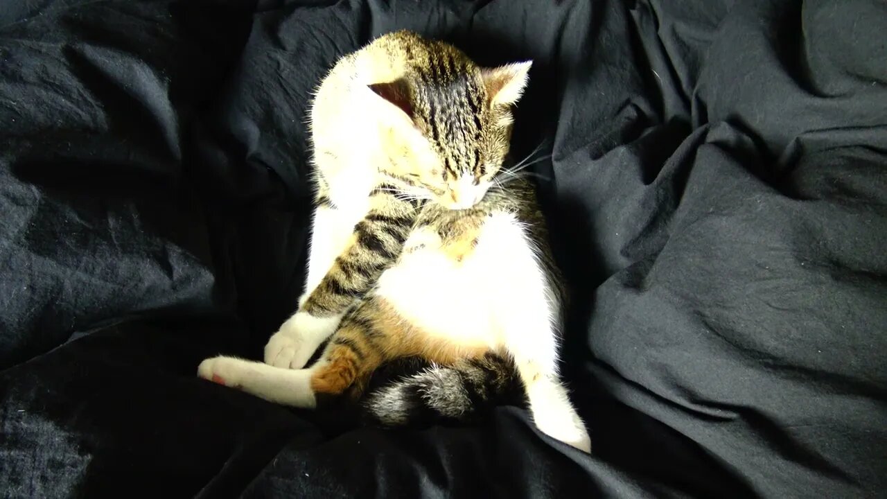 A Kitten's Bath
