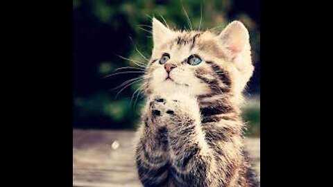 Lovely Cat