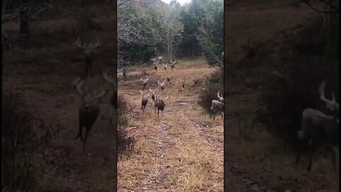 How I hope my deer season is