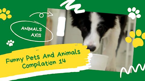 Funny Pets And Animals Compilation 14