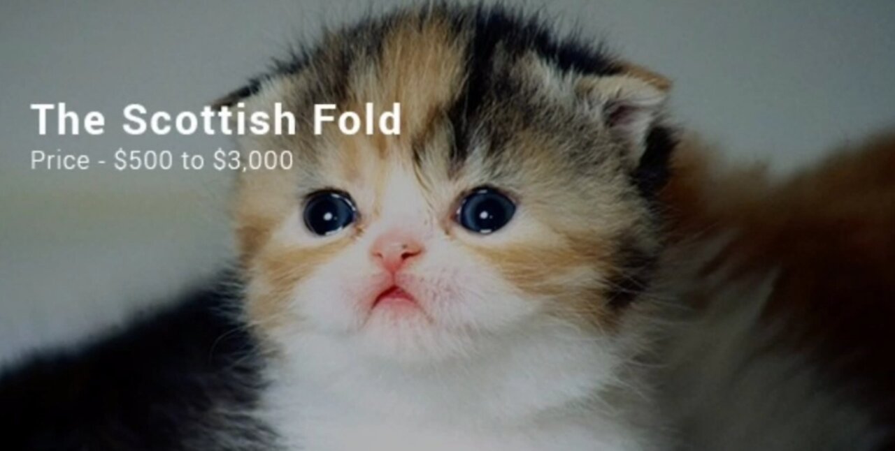 Cat the most expensive in the world