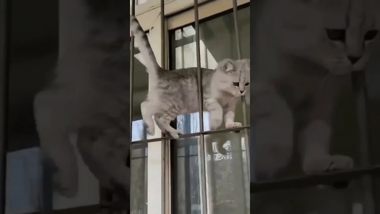Cat walking #shorts #youtubeshorts #cat