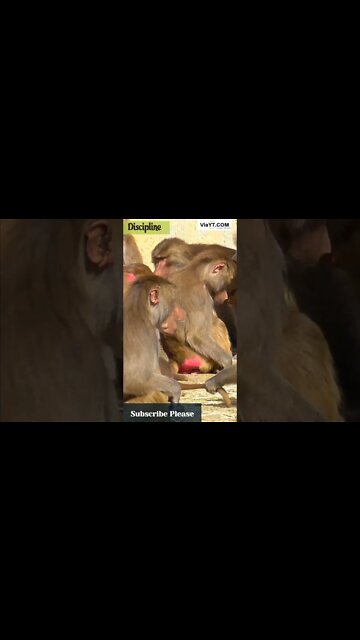 Monkey Mama #Shorts: The Funniest Things to Happen to Babies