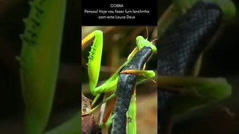 Cobrinha pensa em comer Louva Deus, mas deu errado!