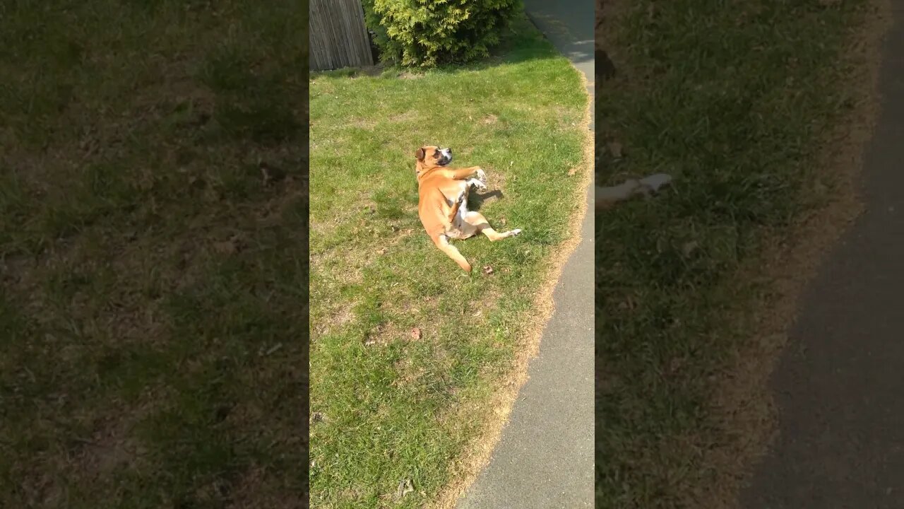 what's there to say.?πβ€πΆπ
πβ€she's just a good ,happy puppy .