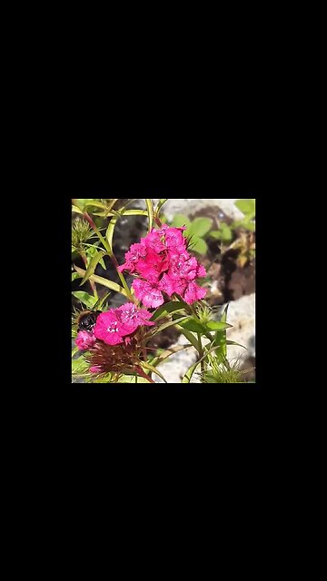 hommel op mijn duizendschoon