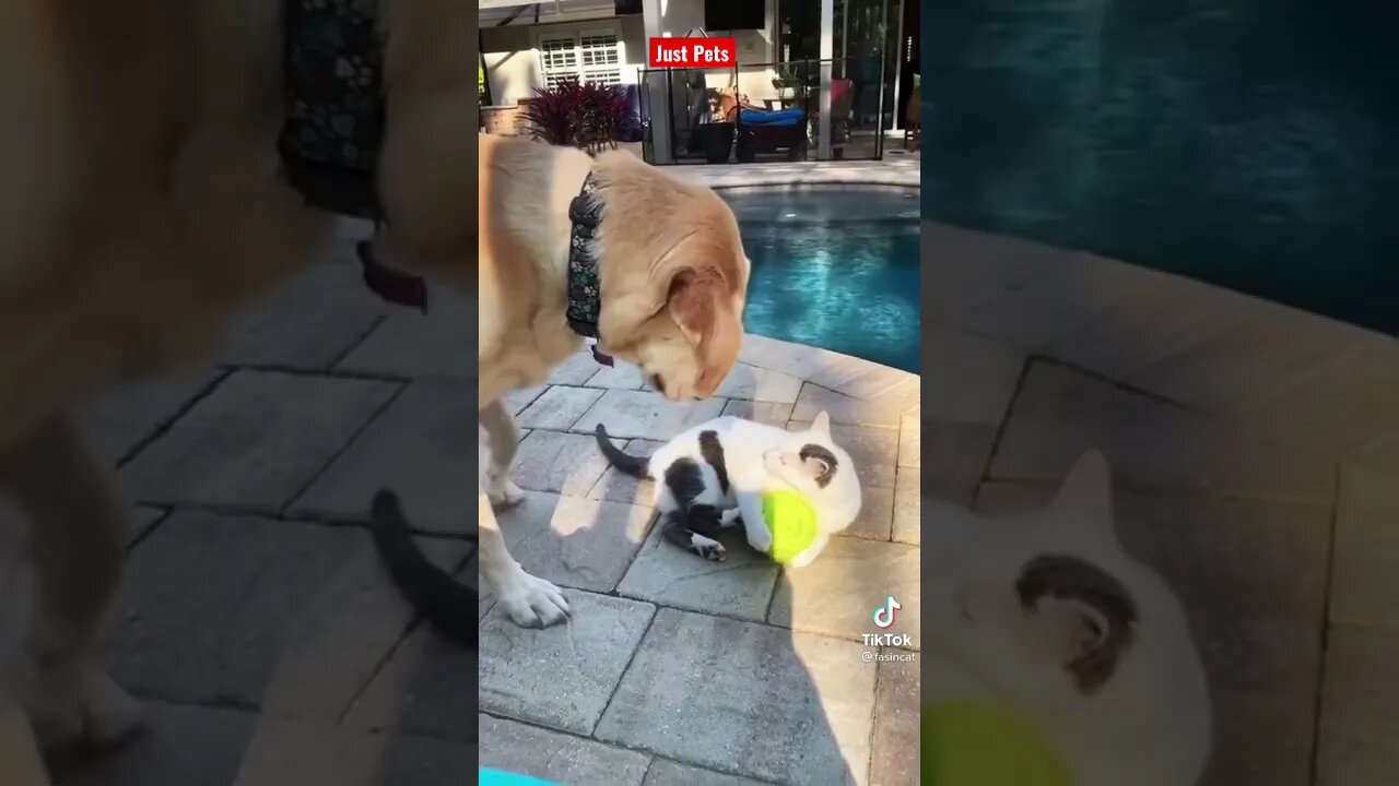 Give me the ball mate - funny animals 2021 #shorts