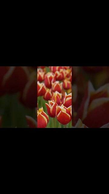 🌷 Places On Earth That Don't Feel Real! #shorts