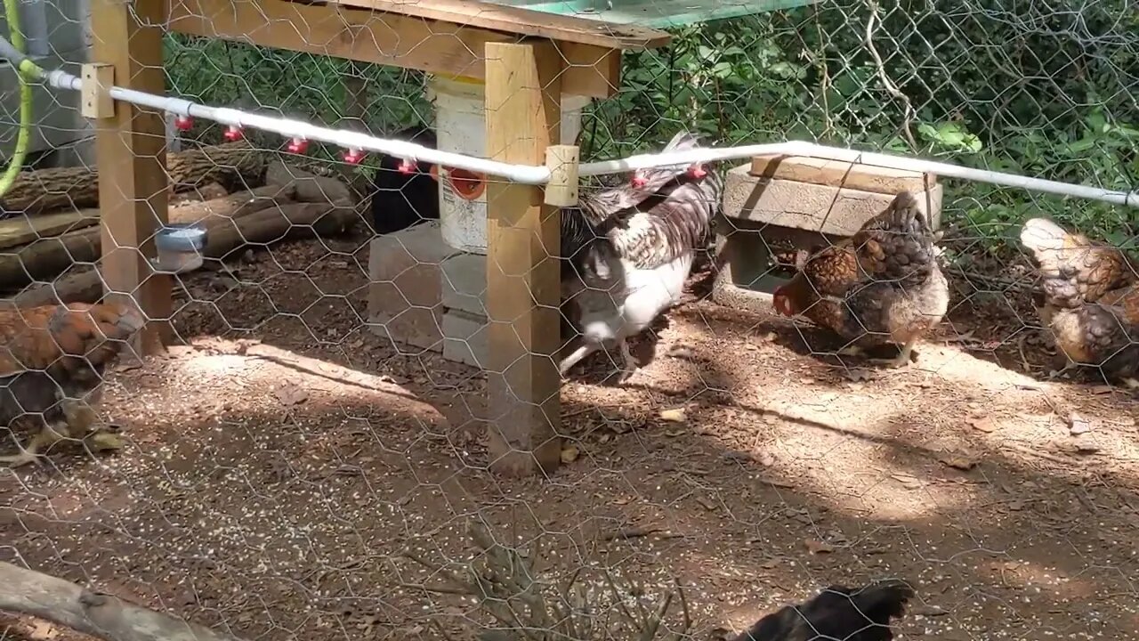 30 Seconds of Chickens part 39, Building Inspectors