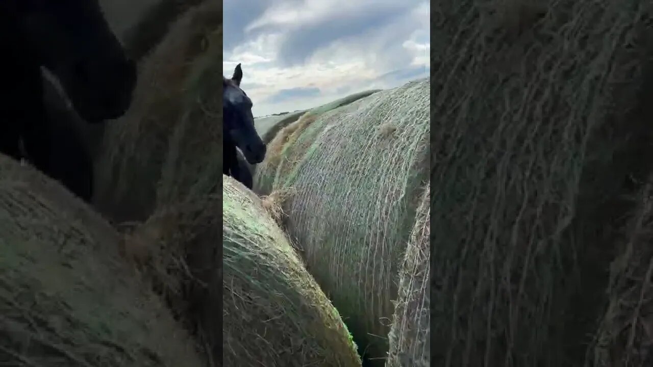 Horse Life Tiktok salyercattleco