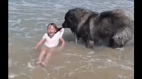 Adorable moment hero dog 'rescues' girl who is playing in the sea