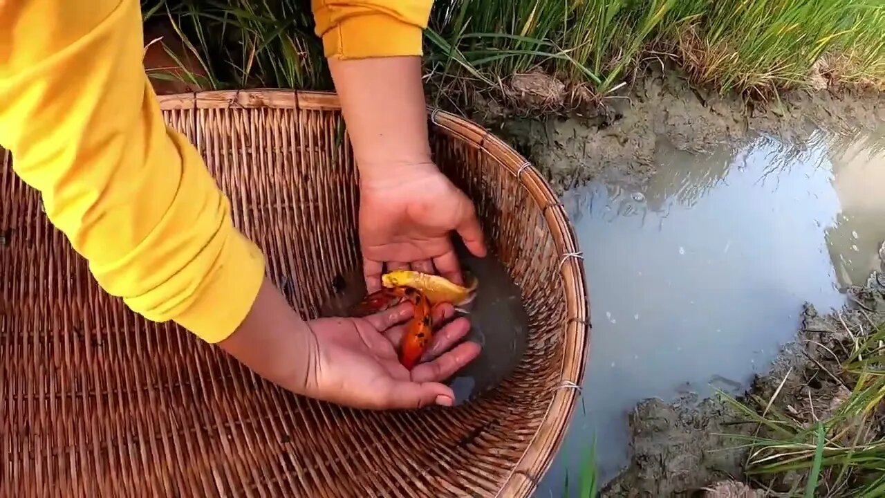 Unbelievable Fishing At Rice Fields