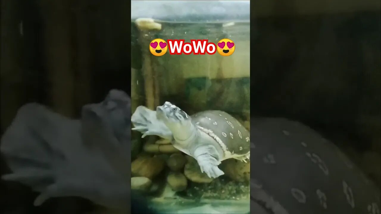 😍Beautiful Turtle 😍 #shorts #viral #beautiful #turtle #pets #petlover #cute