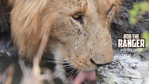 Thirsty Lion Comes To Drink | Maasai Mara Safari | Zebra Plains