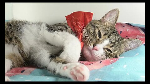 Cat Photography