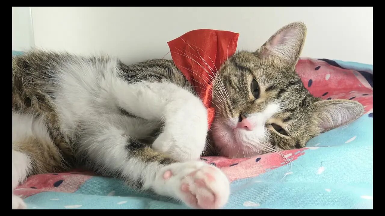 Cat Photography