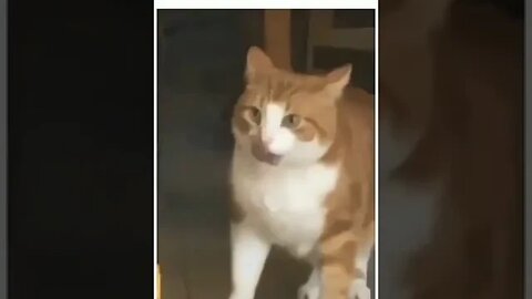 PLAYING CAT VIDEO MEAWWW